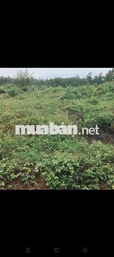 Bán đất đường ấp 8 Lọc Điền Lọc Ninh Bình Phước, 1050M2 giá 600 triệu