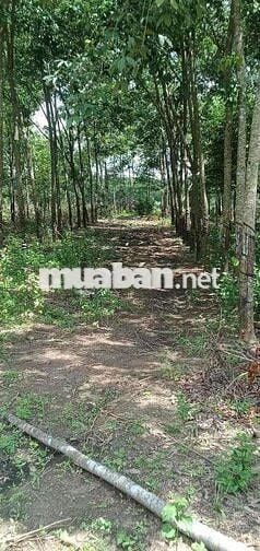 Bán đất Xã Lộc Thành, tỉnh Đồng Nai (Lộc Ninh Bình Phước cũ)