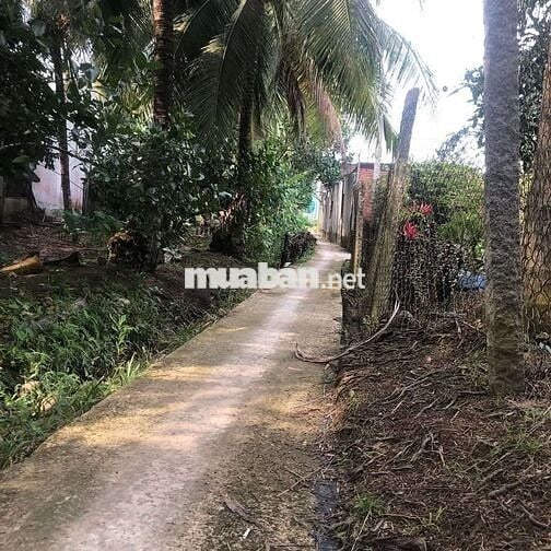 Đất chính chủ đường Mỹ Trang - Nhị Mỹ - Tx. Cai Lậy - Tiềng Giang