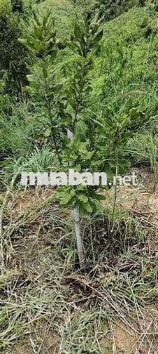 Bán 7ha đất rẫy Ngọc Wang, Đắk Hà, Kon Tum( Quang Ngãi)