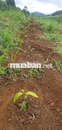 Bán 7ha đất rẫy Ngọc Wang, Đắk Hà, Kon Tum( Quang Ngãi)