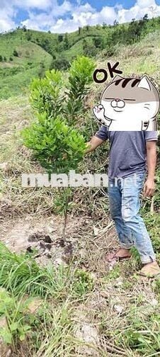 Bán 7ha đất rẫy Ngọc Wang, Đắk Hà, Kon Tum( Quang Ngãi)