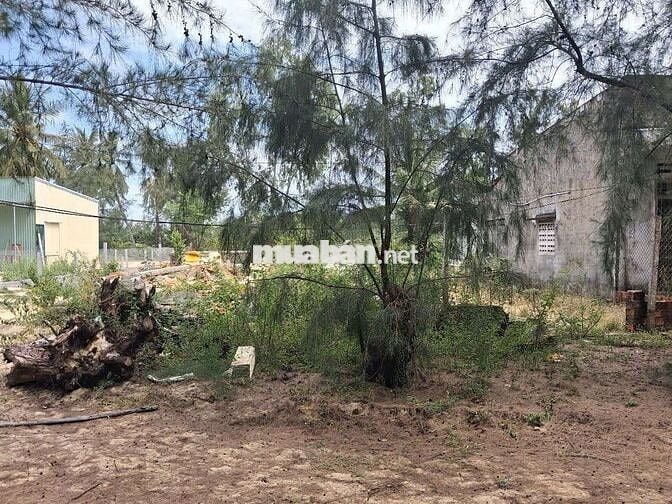 Bán đất thổ cư tam hải sát biển