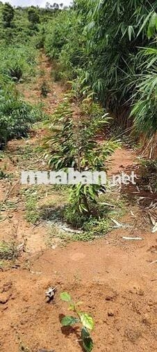 Bán 7ha đất rẫy Ngọc Wang, Đắk Hà, Kon Tum( Quang Ngãi)