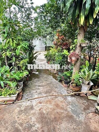 NỞ HẬU 8M – MẶT TIỀN TRẦN PHÚ – VỊ TRÍ TRUNG TÂM TP. BMT