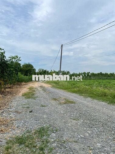 Cần tiền thiện chí bán lô đất 2.9 mẫu tại xã Hòa Thạnh,Châu Thành