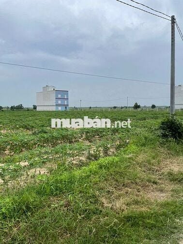 Cần tiền thiện chí bán lô đất 2.9 mẫu tại xã Hòa Thạnh,Châu Thành