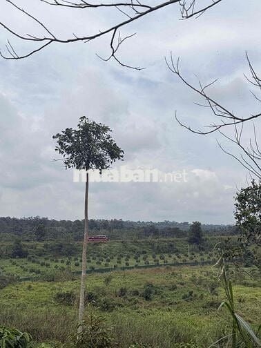 chính chủ gửi bán rẫy nguồn thu mạnh gần đường tránh Buôn Hồ Giá Rẻ