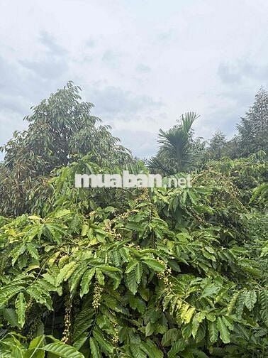 chính chủ gửi bán rẫy nguồn thu mạnh gần đường tránh Buôn Hồ Giá Rẻ