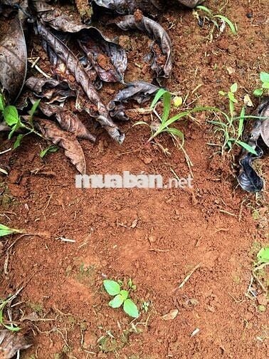 chính chủ gửi bán rẫy nguồn thu mạnh gần đường tránh Buôn Hồ Giá Rẻ