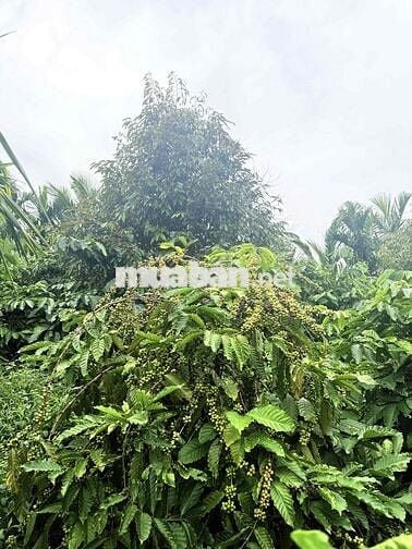 chính chủ gửi bán rẫy nguồn thu mạnh gần đường tránh Buôn Hồ Giá Rẻ