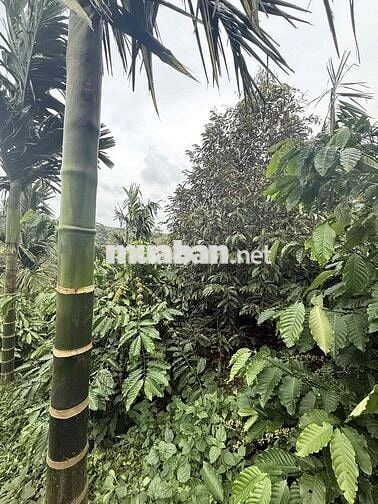 chính chủ gửi bán rẫy nguồn thu mạnh gần đường tránh Buôn Hồ Giá Rẻ