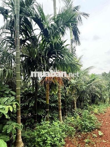 chính chủ gửi bán rẫy nguồn thu mạnh gần đường tránh Buôn Hồ Giá Rẻ