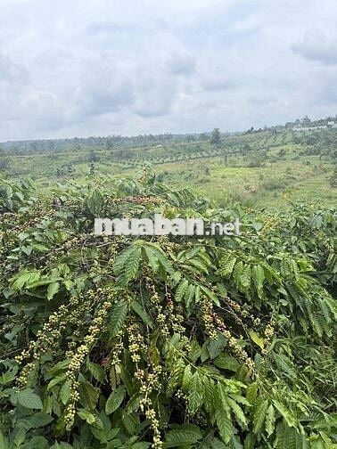 chính chủ gửi bán rẫy nguồn thu mạnh gần đường tránh Buôn Hồ Giá Rẻ