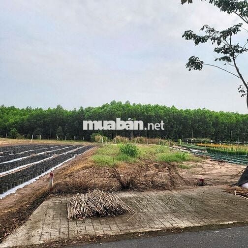 Bán đất kinh doanh gần cổng chính kcn Đất Đỏ 190.5m2