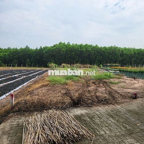 Bán đất kinh doanh gần cổng chính kcn Đất Đỏ 190.5m2