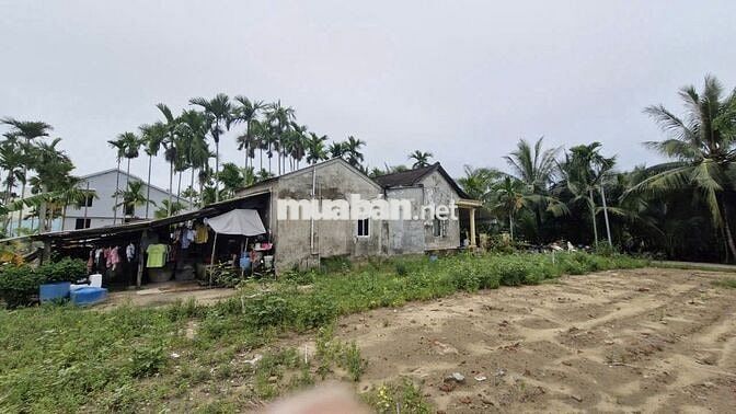 Chính chủ bán đất Cẩm thanh, Hội an, diện tích 532 m2, full thổ cư