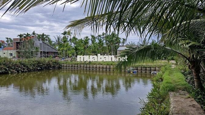 Chính chủ bán đất Cẩm thanh, Hội an, diện tích 532 m2, full thổ cư