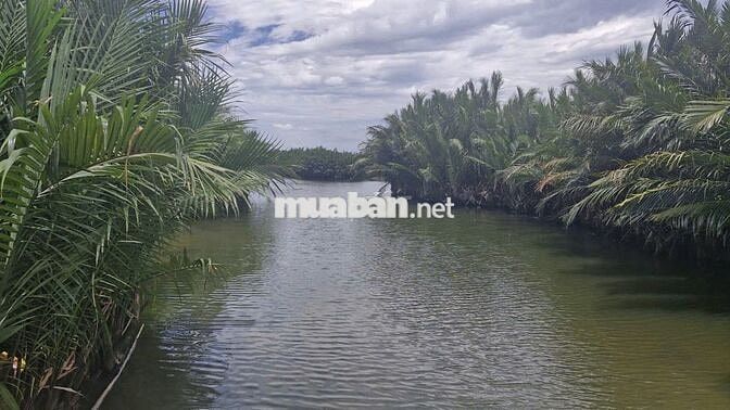 Chính chủ bán đất Cẩm thanh, Hội an, diện tích 532 m2, full thổ cư