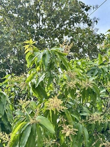 Bán gấp lô đất vườn có thổ cư Long Thành giáp suối giá cực kỳ rẻ