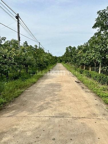 Bán gấp lô đất vườn có thổ cư Long Thành giáp suối giá cực kỳ rẻ