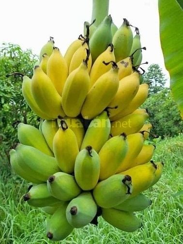 Bán gấp lô đất vườn có thổ cư Long Thành giáp suối giá cực kỳ rẻ