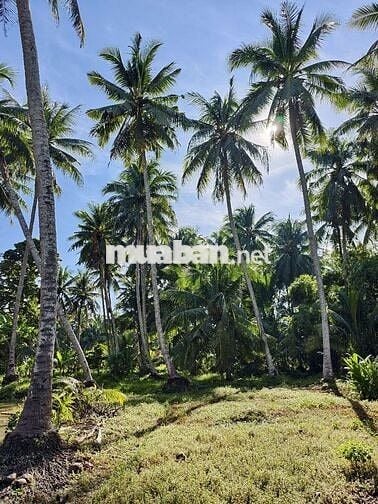 💥đất lộ nhựa  ngang 12m dài hơn 100m2 có 150 đất ở 👇