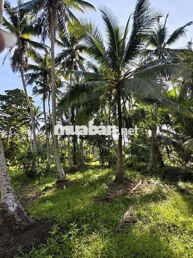 💥đất lộ nhựa  ngang 12m dài hơn 100m2 có 150 đất ở 👇