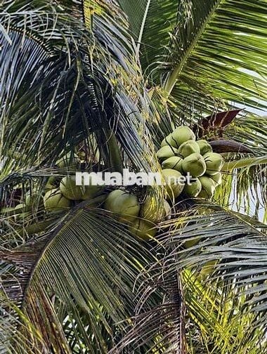 💥đất lộ nhựa  ngang 12m dài hơn 100m2 có 150 đất ở 👇