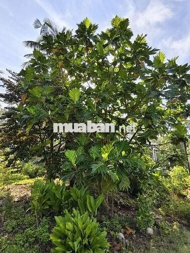 💥đất lộ nhựa  ngang 12m dài hơn 100m2 có 150 đất ở 👇