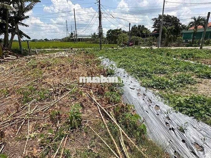 ⭐️ 5x27m thổ, mặt tiền đường bê tông 6m. Đất nền sẵn