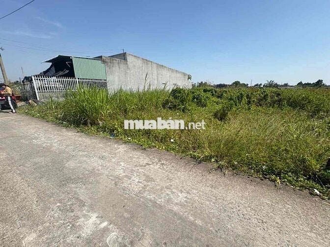 cần bán đất thổ tại Lạc Tấn, Tân Trụ, Long An dt 157,6m2 nền cao