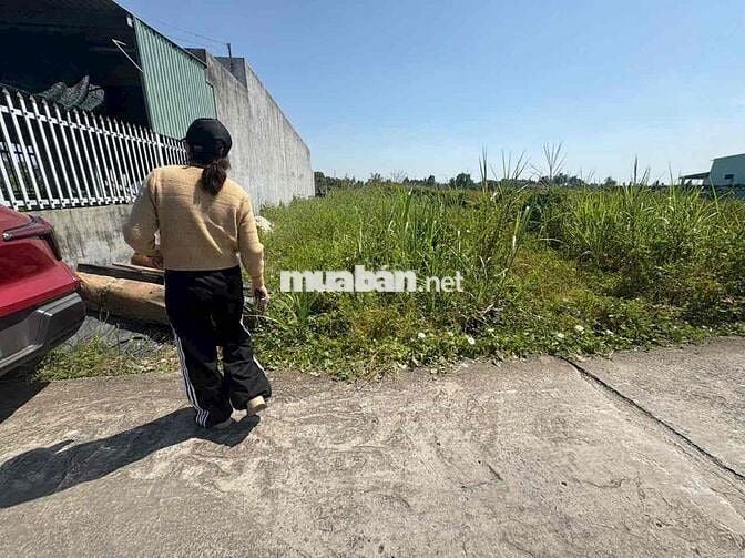 cần bán đất thổ tại Lạc Tấn, Tân Trụ, Long An dt 157,6m2 nền cao