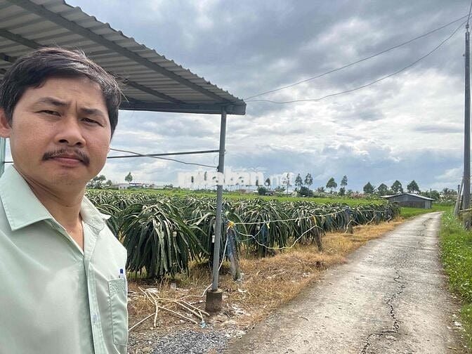 BÁN GẤP GIẢM 200 TRIỆU - 500m2  TH Ổ CƯ -XÃ BÌNH TRINH ĐÔNG - LONG AN