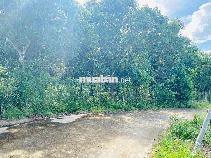 Đất Vườn Suối Cát - Cam Lam dt 945m giá chỉ 880tr, ngang 23m, có vườn