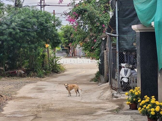 ĐẤT RẺ XÃ SUỐI CÁT, CÁCH QUỐC LỘ 1: 100m