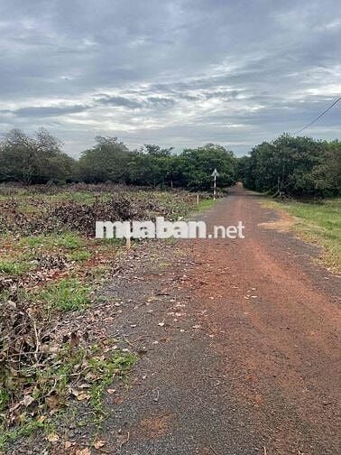 View sông Ray, 3 sào 55m đường nhựa!