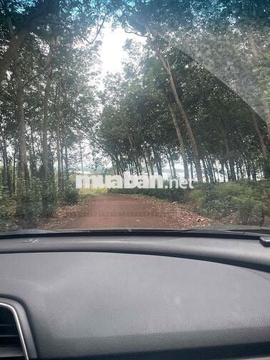 View sông Ray, 3 sào 55m đường nhựa!