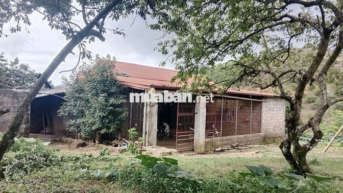 Cực hiếm ở Mộc Châu: 1,9 hecta 1 suối 4 mó nước quanhnăm 1 đồi săn mây