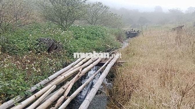 Cực hiếm ở Mộc Châu: 1,9 hecta 1 suối 4 mó nước quanhnăm 1 đồi săn mây