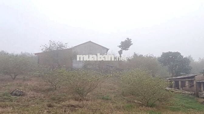 Cực hiếm ở Mộc Châu: 1,9 hecta 1 suối 4 mó nước quanhnăm 1 đồi săn mây