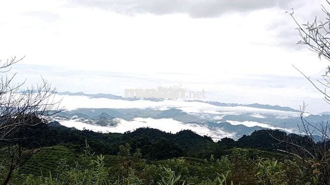 Cực hiếm ở Mộc Châu: 1,9 hecta 1 suối 4 mó nước quanhnăm 1 đồi săn mây