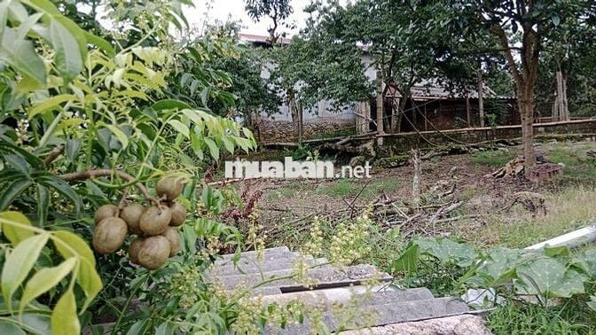 Cực hiếm ở Mộc Châu: 1,9 hecta 1 suối 4 mó nước quanhnăm 1 đồi săn mây