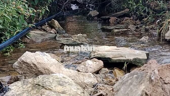 Cực hiếm ở Mộc Châu: 1,9 hecta 1 suối 4 mó nước quanhnăm 1 đồi săn mây