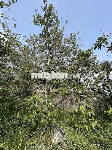 Bán đất thích hợp xây nhà vườn