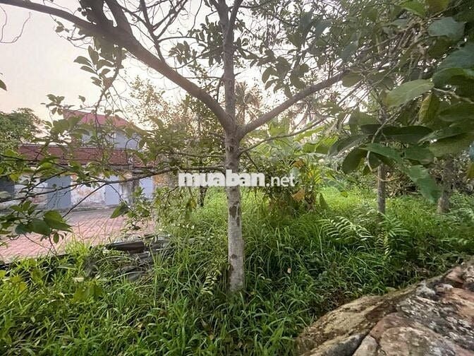 Bán đất thích hợp xây nhà vườn