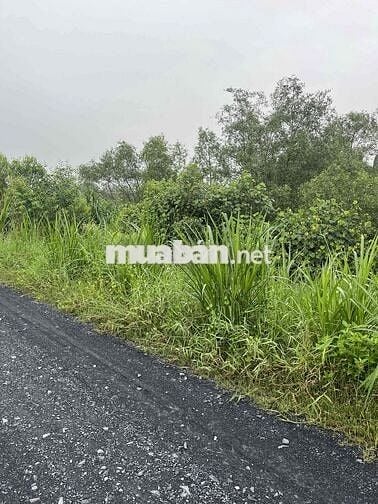 cần bán mặt tiền đê bao xông vàm cỏ, đối diện bên sông là cần đước