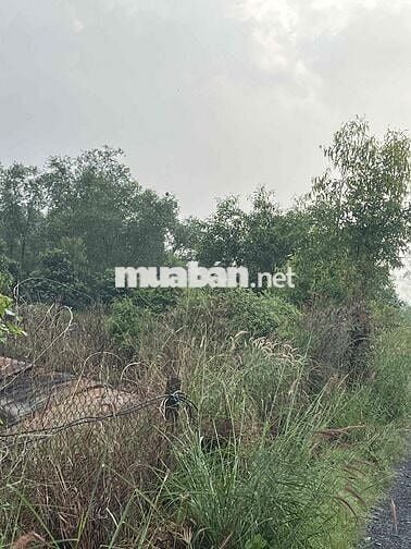 cần bán mặt tiền đê bao xông vàm cỏ, đối diện bên sông là cần đước