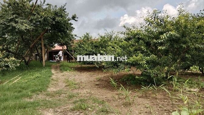 Cực hiếm ở Mộc Châu: 1,9 hecta 1 suối 4 mó nước quanhnăm 1 đồi săn mây