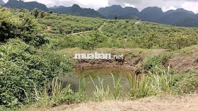 Cực hiếm ở Mộc Châu: 1,9 hecta 1 suối 4 mó nước quanhnăm 1 đồi săn mây